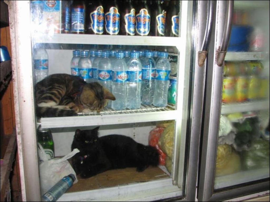 Фотография: Коты в холодильниках №24 - BigPicture.ru