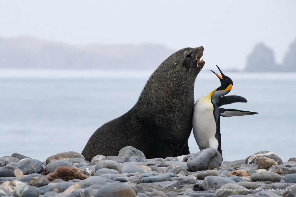 Фотографии финалистов Comedy Wildlife Photography Awards 2019