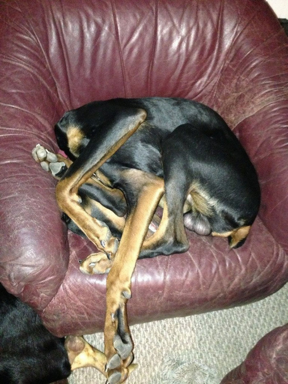 собака спит на кресле