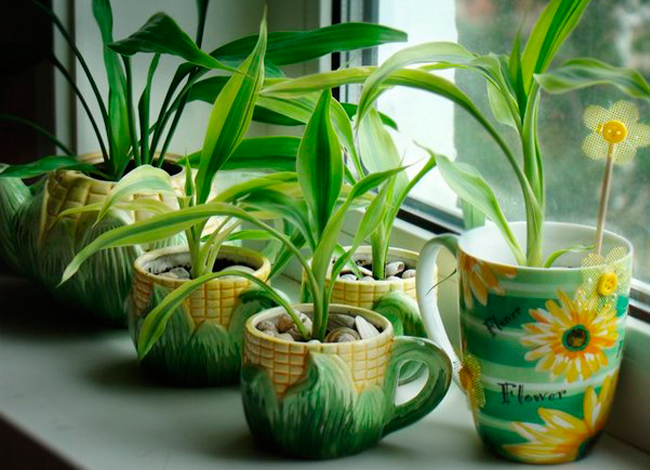 целебный раствор для комнатных растений