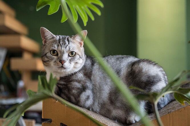 Американская короткошерстная кошка