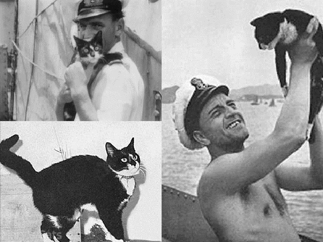 Непотопляемый Сэм: кот-мореплаватель