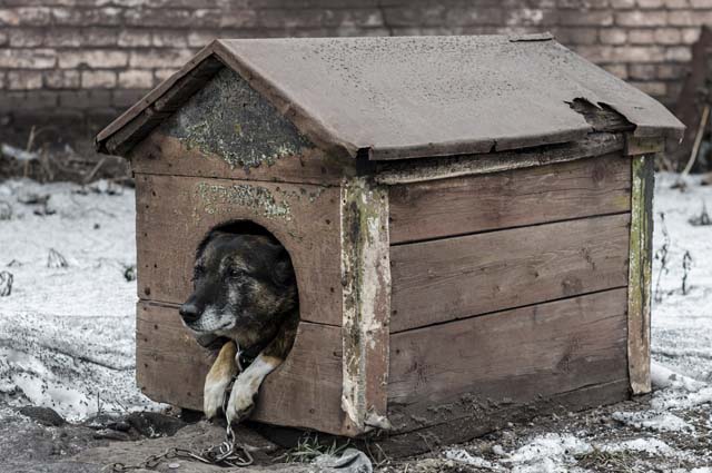 Собака в будке