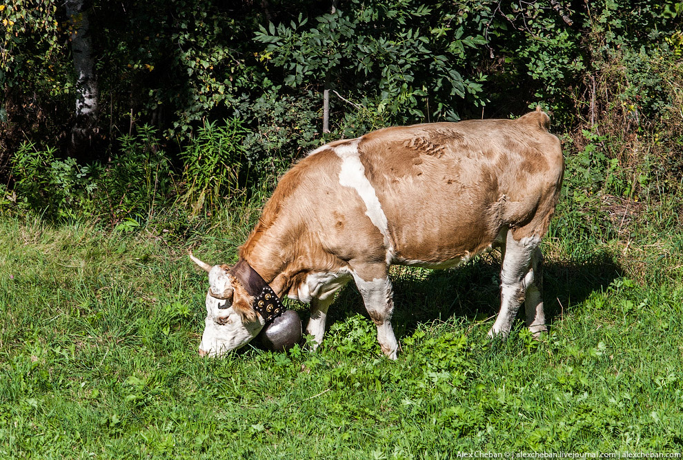 Самые красивые в мире железные дороги: Швейцария Самые красивые в мире железные дороги: Швейцария европа