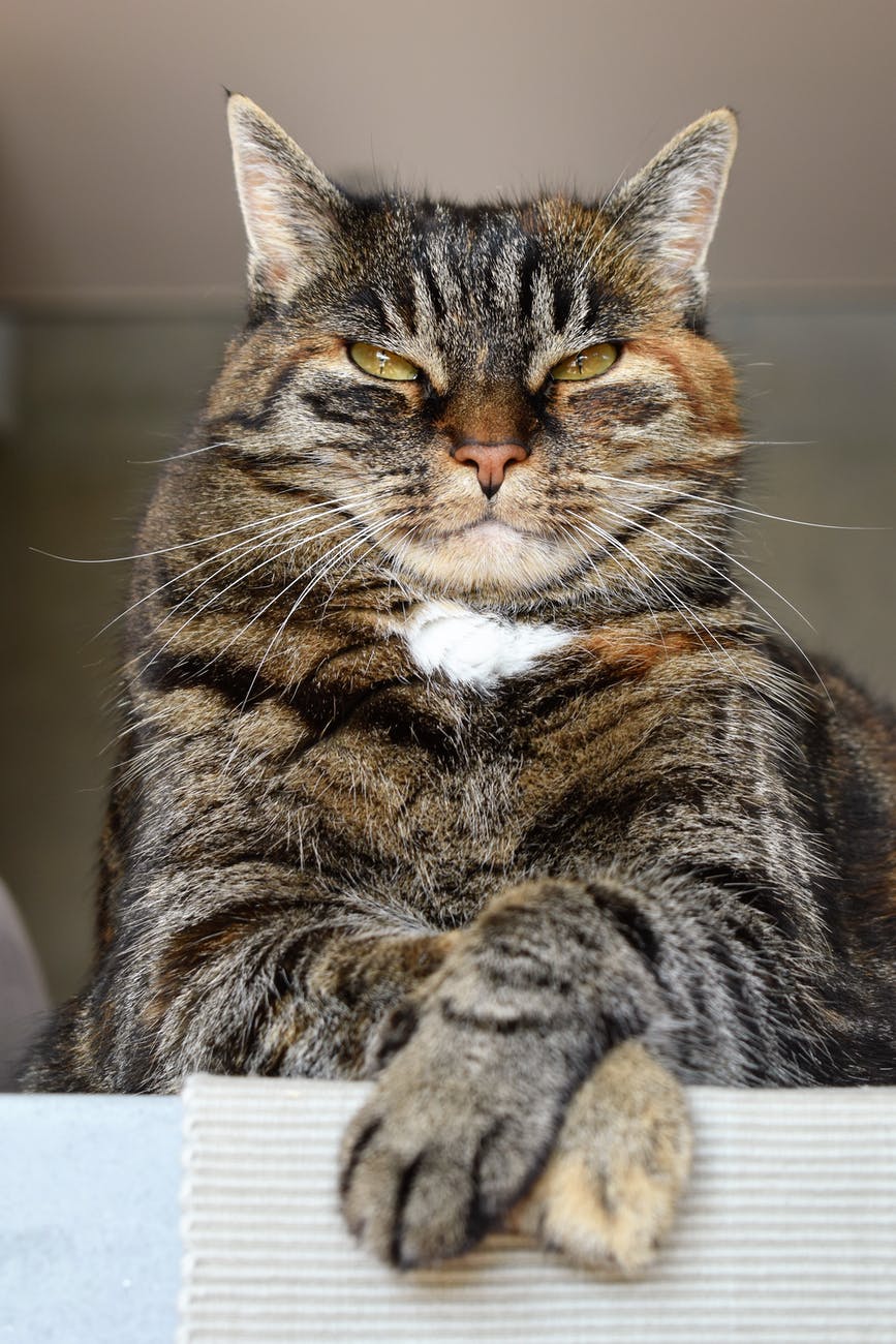 кот