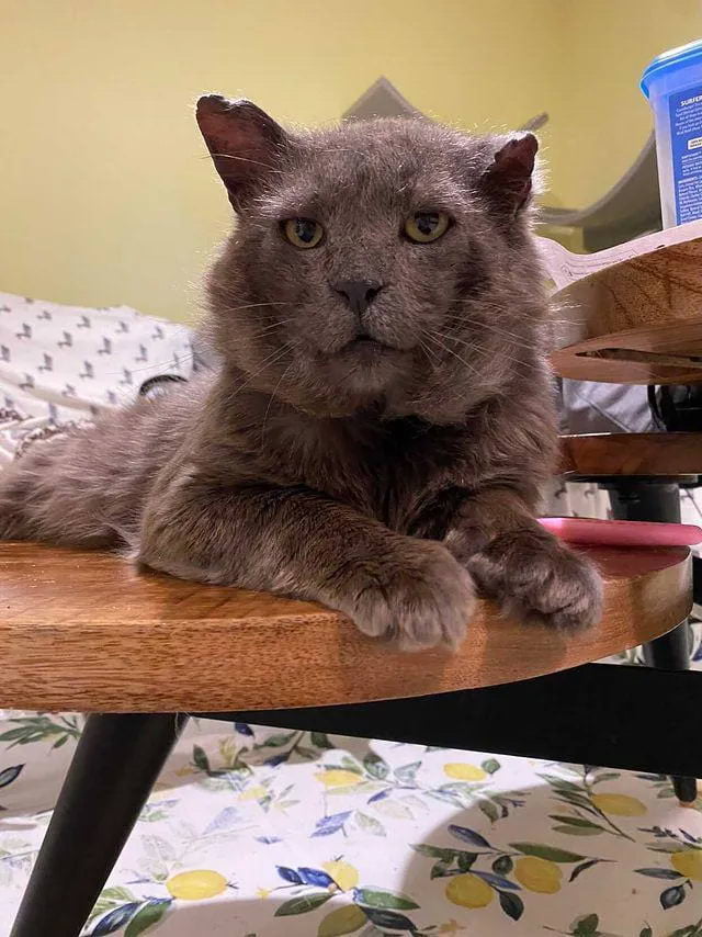 Без кота и жизнь не та
