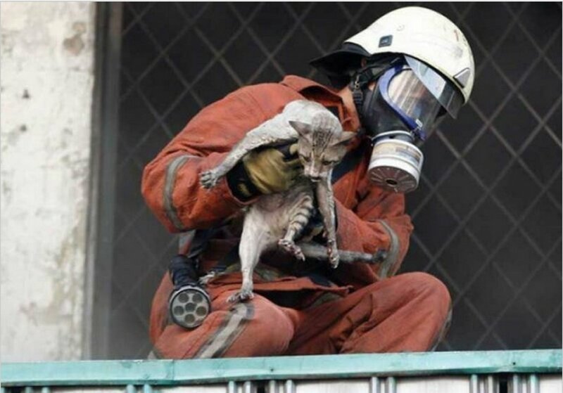 Пожарный во время крупного пожара на рынке Senen в Джакарте спас кота добро, доброта, животные, люди, поступок, спасение, человечность