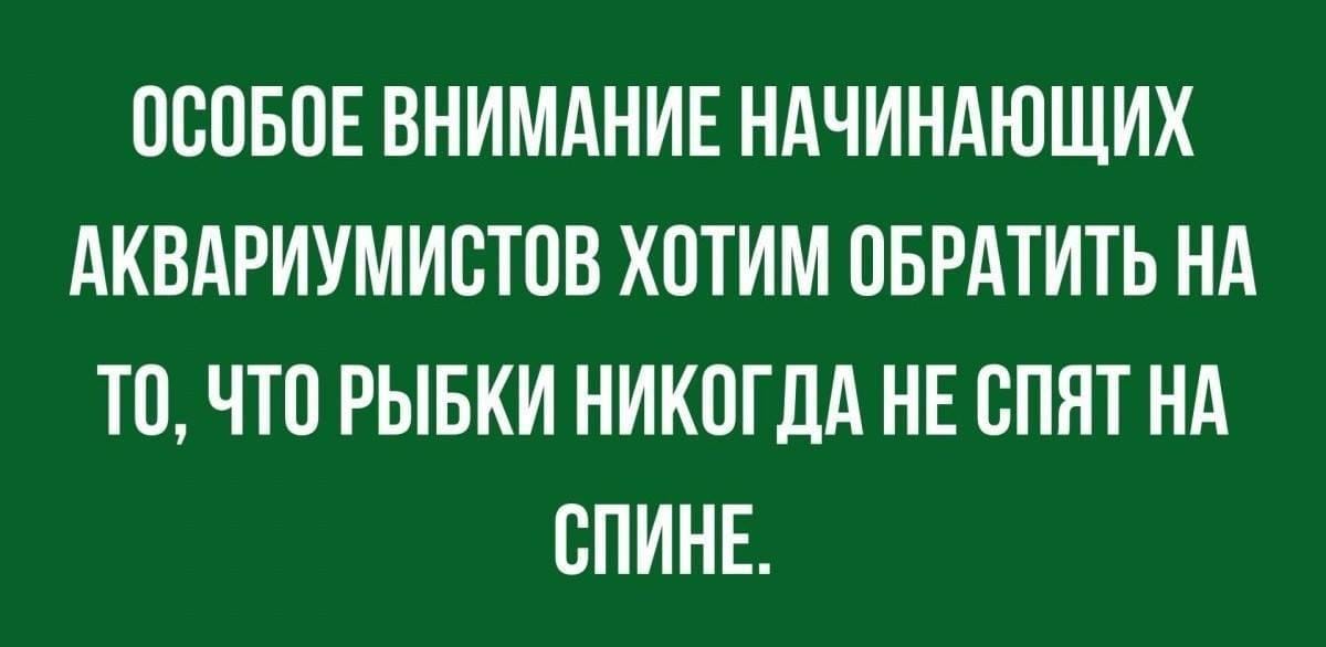 Возможно, это изображение (один или несколько человек и текст «особое внимание начинающих аквариумистов хотим обратить на то, что рыбки никог да HE спят на спине.»)