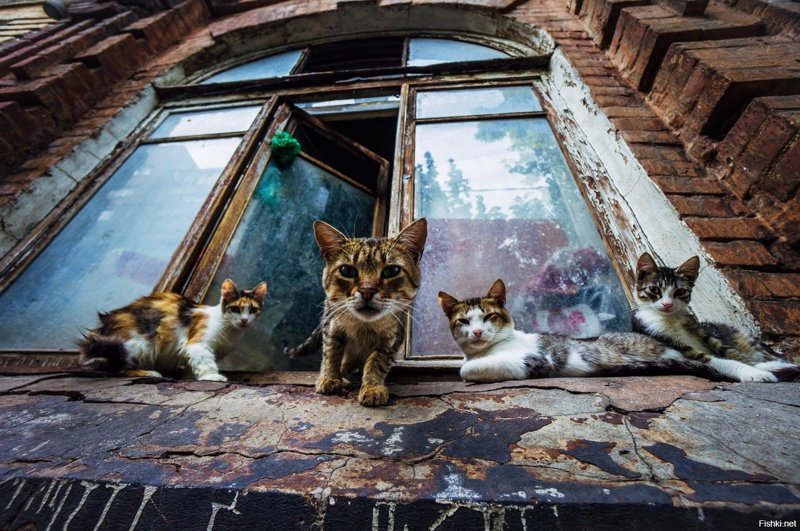 Бригады суровых котов коты, прикол, юмор