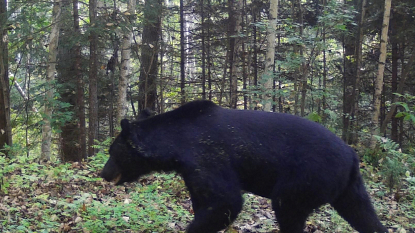 Бурый медведь, вышедший к людям, обезврежен в Приморье