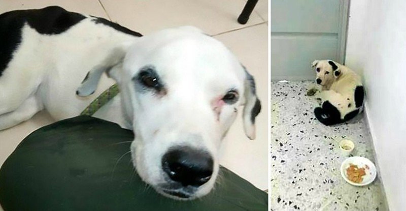 Собака умерла из-за 'разбитого сердца' после того, как владелец бросил её в аэропорту аэропорт, животные, смерть, собака, тоска, хозяин