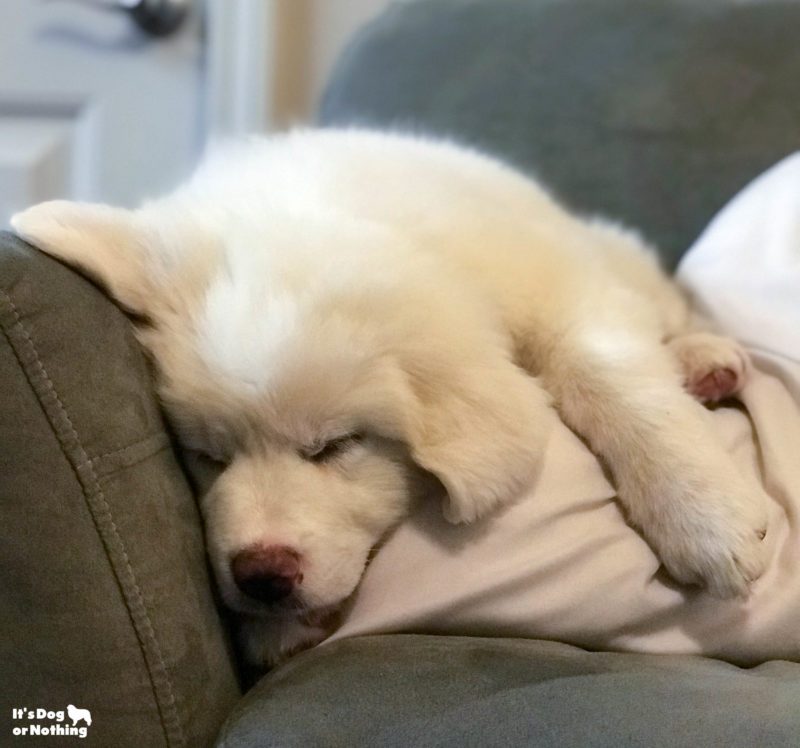 Kiska, our Great Pyrenees puppy, at 10 weeks.