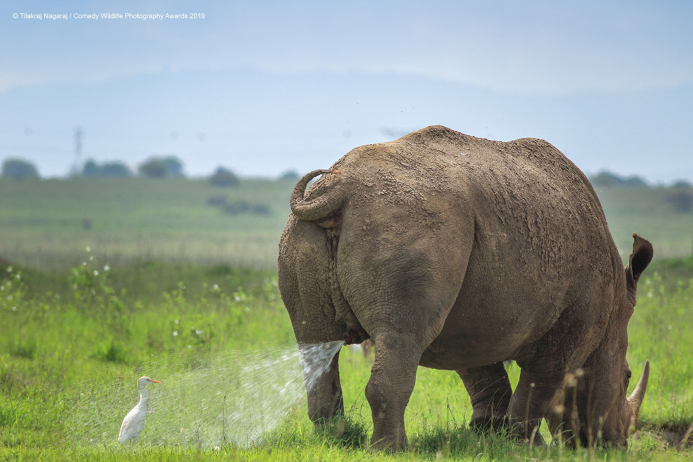 Фотографии финалистов Comedy Wildlife Photography Awards 2019