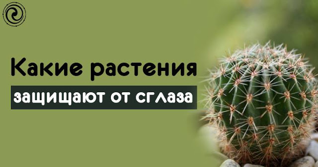 Какие растения защищают от сглаза