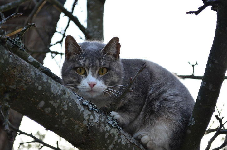 cat-1284390_1280