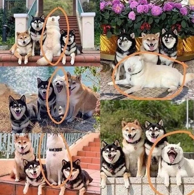 ЧУРЧХЕЛА ЧУРЧХЕЛА