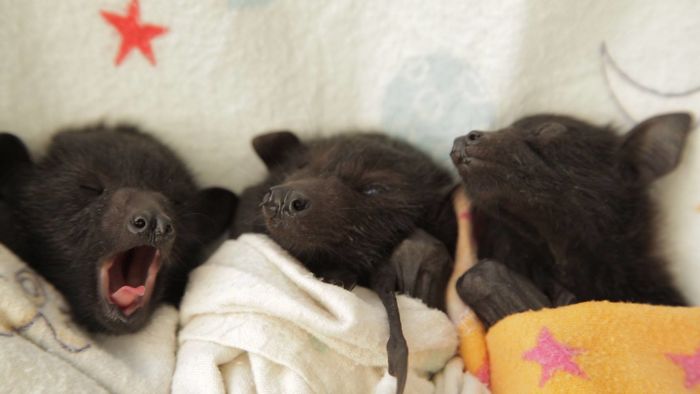 Adorable Bats