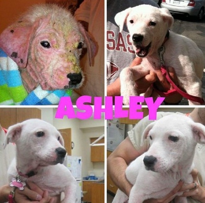 Щенок до и после