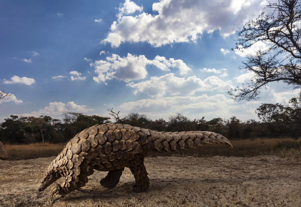 Финалисты конкурса Sony World Photography Awards 2020