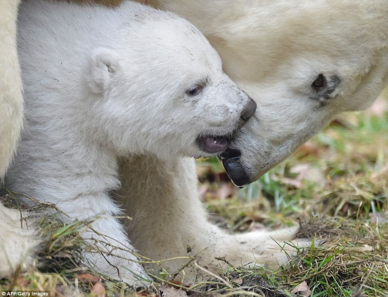 Белый медвежонок в зоопарке Мюнхена делает первые шаги белый медведь, детеныши, животные, мимими