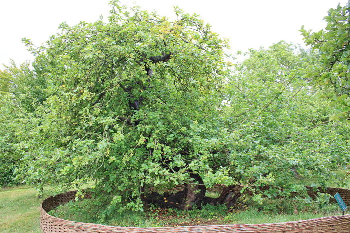 Дерево, с которого упало знаменитое яблоко. | Фото: en.wikipedia.org.