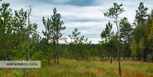 Ограничение на посещение лесов введено в 15 районах Могилевской области.