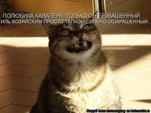 Новая котоматрица для всех (20 шт)