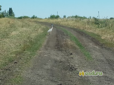 Экотуризм по-русски Экотуризм по-русски туризм,экология