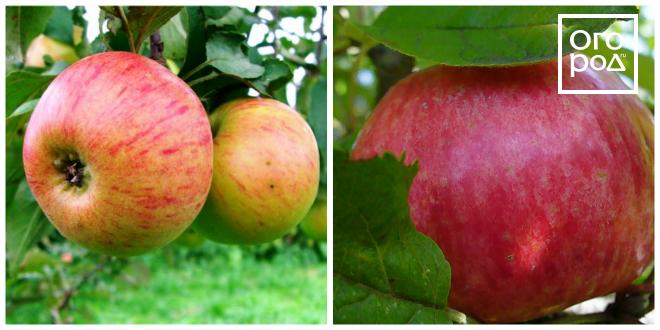 Яблоня ранетка пурпуровая. Сорта зимостойких яблонь сибирь. Яблоня сорт жебровское. Яблоня минусинское десертное. Сорта зимостойких яблонь сибирь.