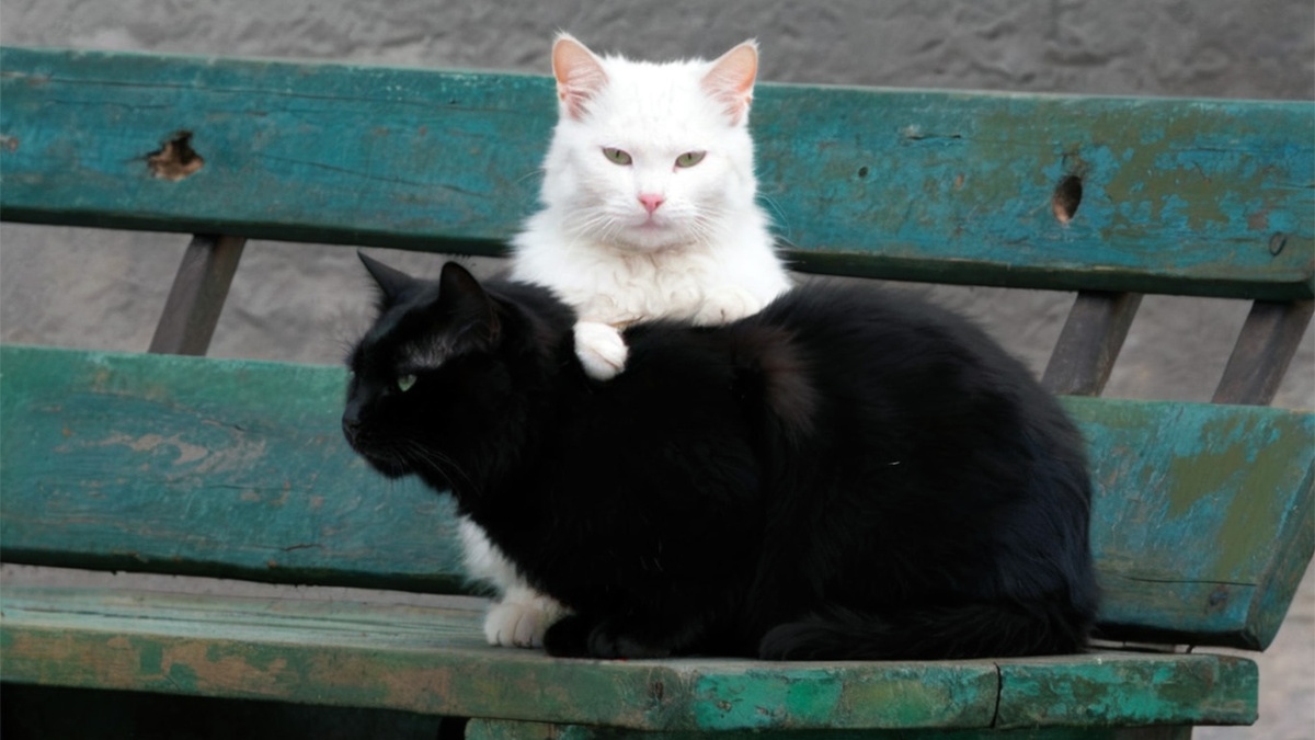 Графиня и Тимоха