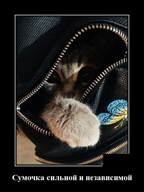 Зачетные и прикольные демотиваторы для поднятия настроения на весь день Зачетные и прикольные демотиваторы для поднятия настроения на весь день демотиваторы свежие,приколы,смешные демотиваторы,юмор