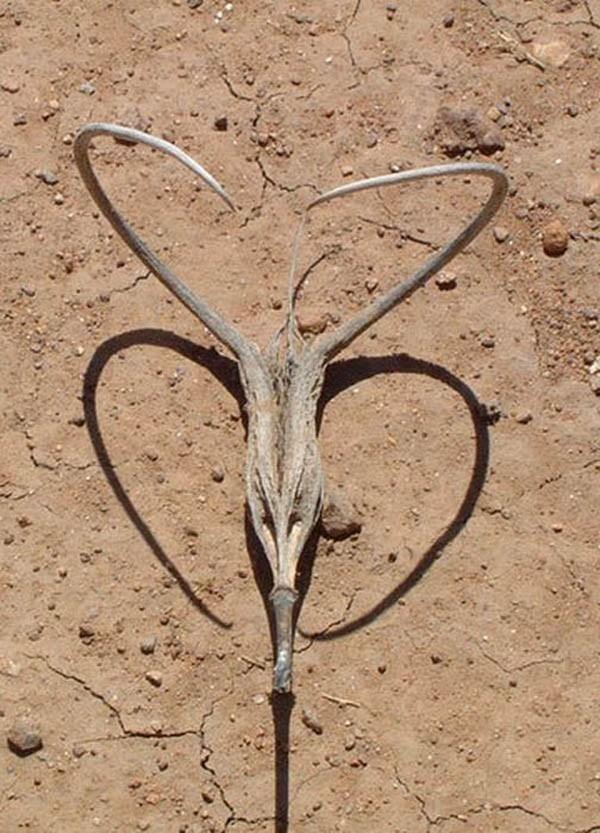 Самые жуткие растения в мире, которые растут, возможно, у вашего дома Самые жуткие растения в мире, которые растут, возможно, у вашего дома природа,растения,цветы