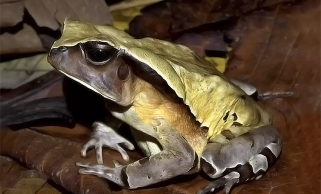 Африканская лягушка эволюционировала и научилась маскироваться в змею, чтобы обмануть хищников