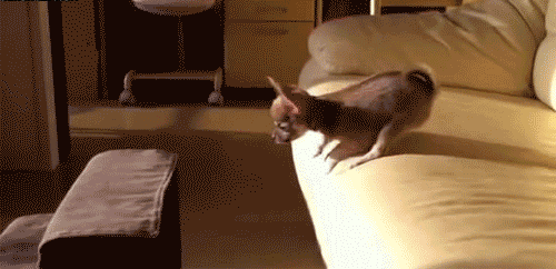 Забавные гифки из сети 