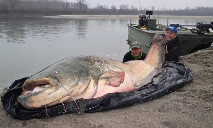 Подборка прикольных картинок  приколы,смешные картинки,юмор