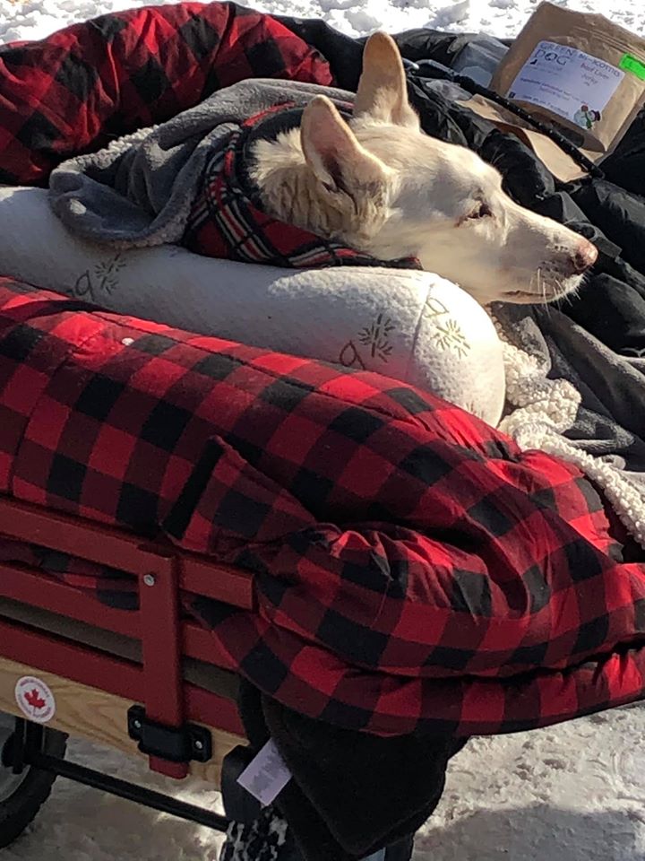 Мужчина катил по парку тележку с собакой, укутанной в одеяло. Она больна и не может ходить