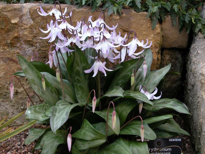 Erythronium hendersonii (700x525, 126Kb)