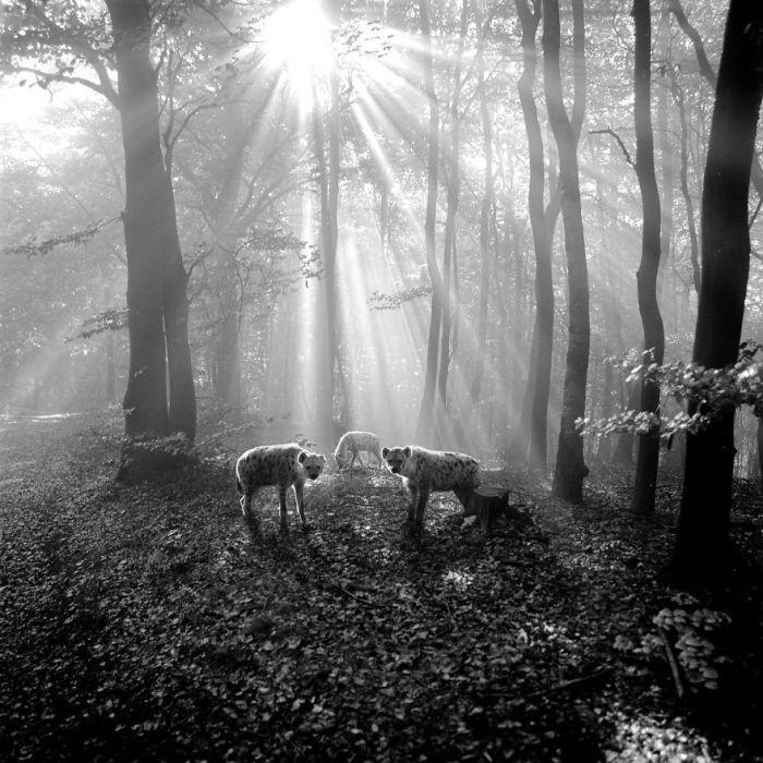 Немецкий фотограф Фрэнк Махаловски (Frank Machalowski) не жалует зоопарки.