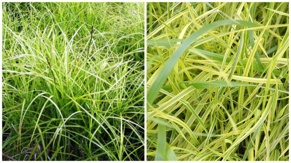 Осока мускингуменская сорта Ice Fontains, фото сайта Bluestem Nursery и Oehme фото сайта Gertens