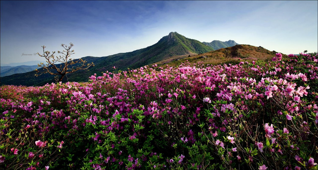 Фотография Pink world автор Jaewoon U на 500px