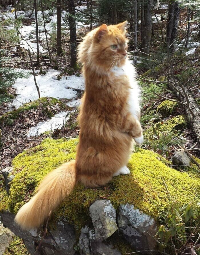 Величественные красавцы: норвежские лесные кошки кошки, грива, кошек, Норвежские, стихииОни, прогулкеСколько, снегНа, любит, очень, дурачитьсяКтото, могут, котикВ, своей, сколько, норвежский, пушистостьМаленький, шубаСплошная, силаЗимняя, пушистика, фотогеничностьДва