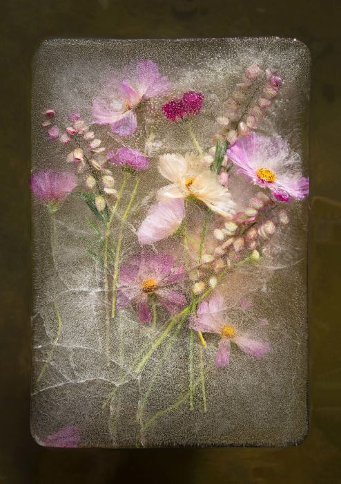 Когда замирает время: фотографии цветов, замороженных в ледяных глыбах