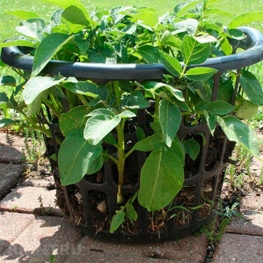 8 способов вырастить картофель, не копаясь в огороде