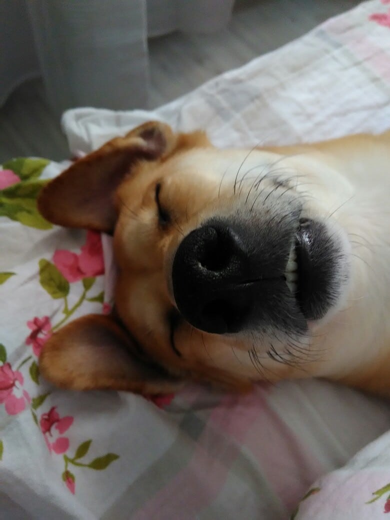 собака спит