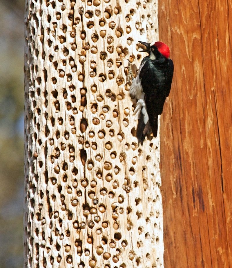 Дятел начал долбить, и вы не поверите, что произошло потом woodpecker did it, дятел, дятлова работа, на дерево без слёз смотреть нельзя