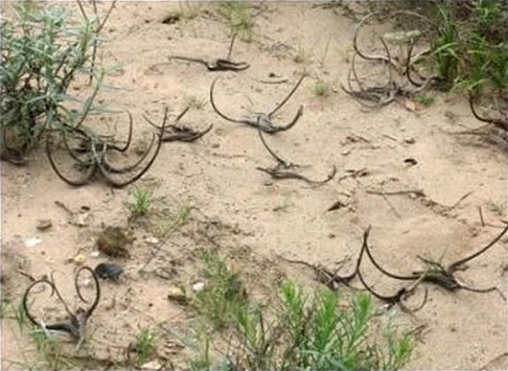 Самые жуткие растения в мире, которые растут, возможно, у вашего дома Самые жуткие растения в мире, которые растут, возможно, у вашего дома природа,растения,цветы