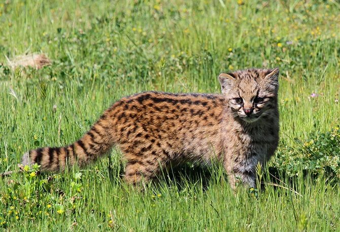 Коты, о существовании которых мы не знали