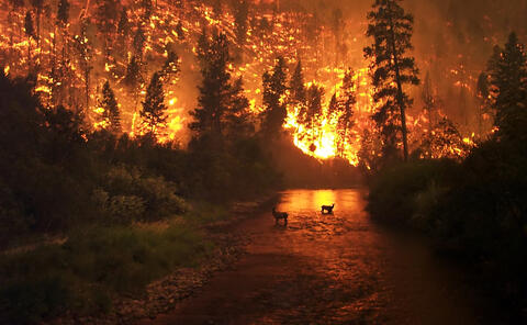 В Геленджике мужчина заплатит 12 миллионов за то что сжег лес
