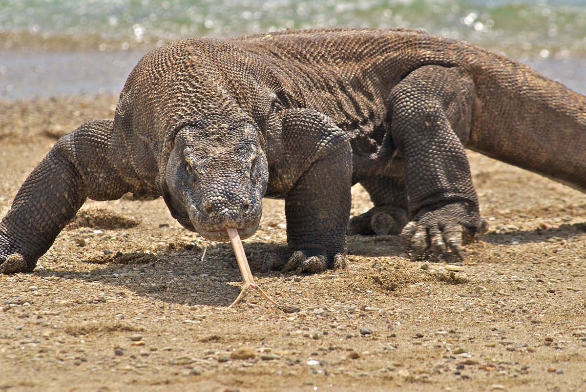 varan