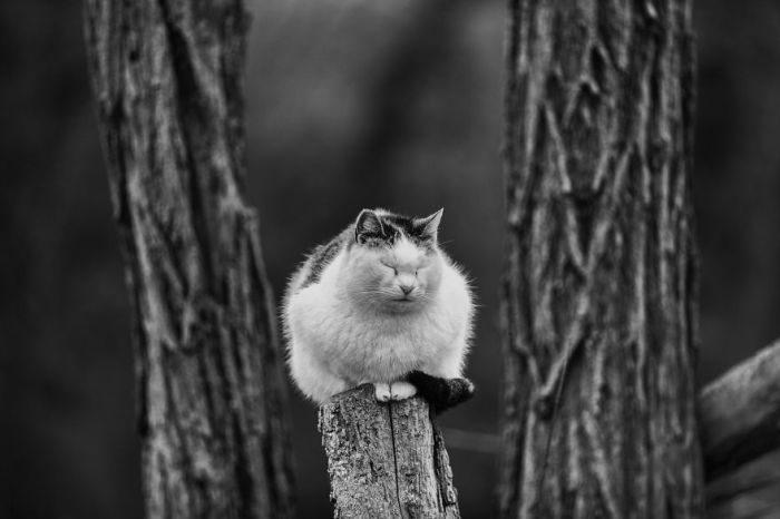 Кошки, которым нравятся самые неудобные места Кошки, которым нравятся самые неудобные места